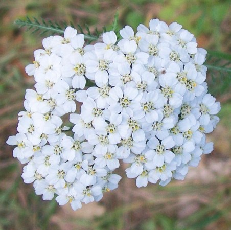 Yarrow Essential Oil Blue 3